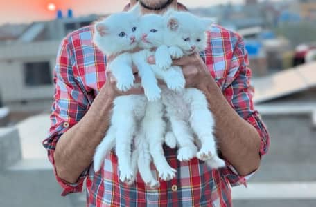 Persian kittens for sale
