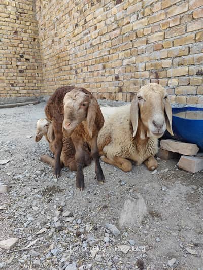 Female Sheep For Sale With 2 Male Lambs