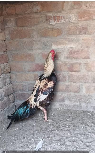 jawa patha ha home bread outclass