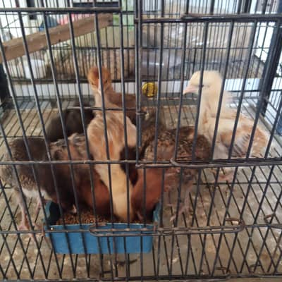 Desi hen chicks
