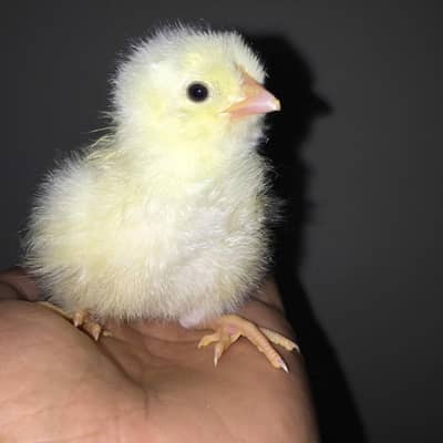 leghorn (white layer)