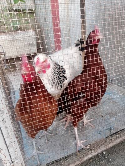 1 light Brahma female and 2 golden Mistri  female