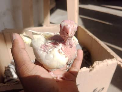 common white cocktail chicks for hand tame