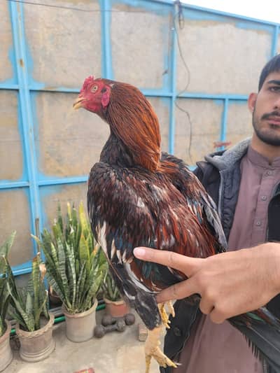 Aseel mianwali murgha and murghian for sale