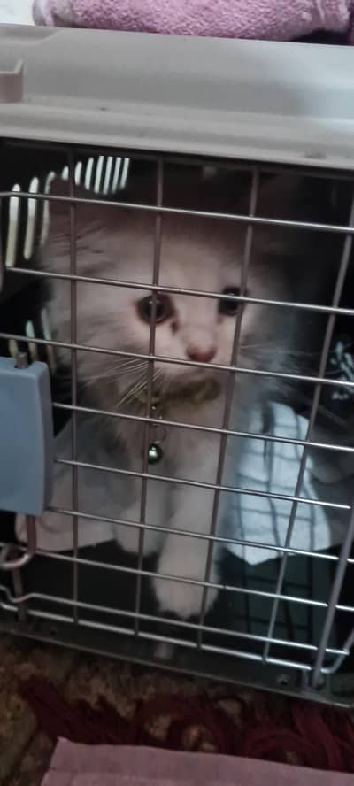 to sell my 3 month persian kitten 13,000