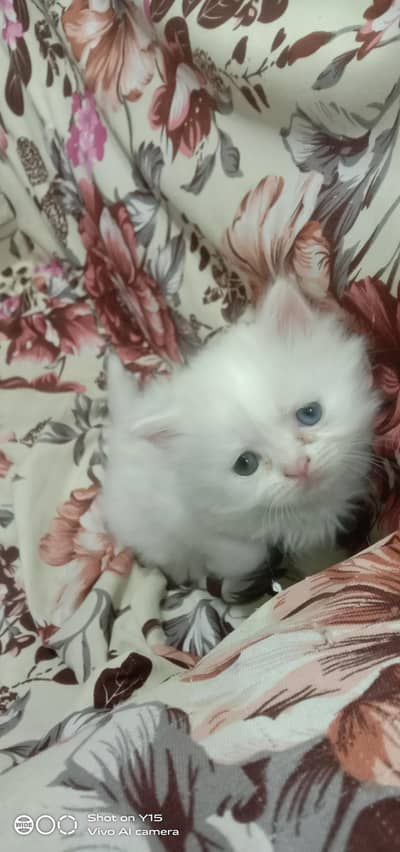 Persian Punch Face Female Kitten Available