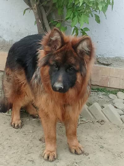 pink pedigree german shepherd