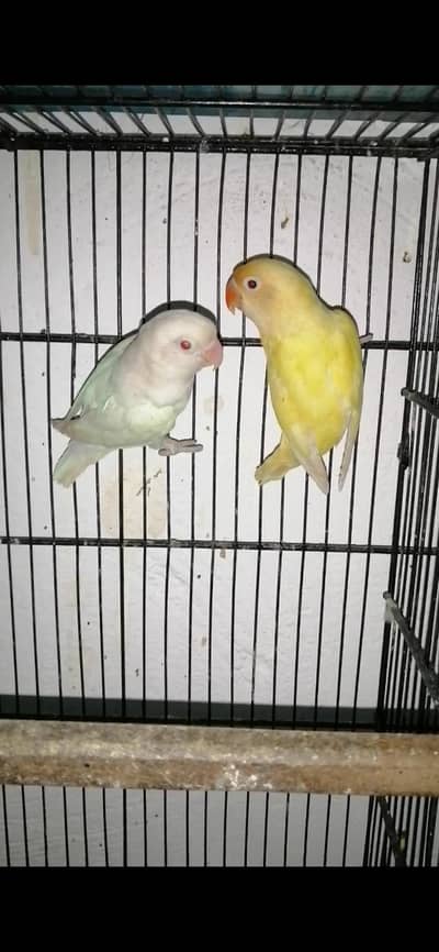 Lovebirds breeder lairs albino or parplue. . . .