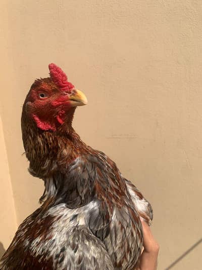 aseel rampuri aseel top quality