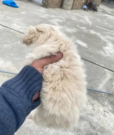 Russian Puppies  Long coat Male and female   Long coat Male and female