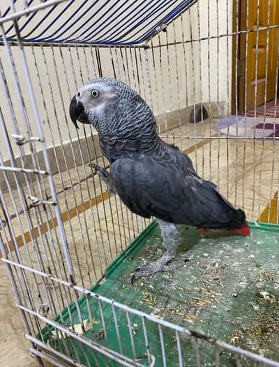African grey parrot for sale!