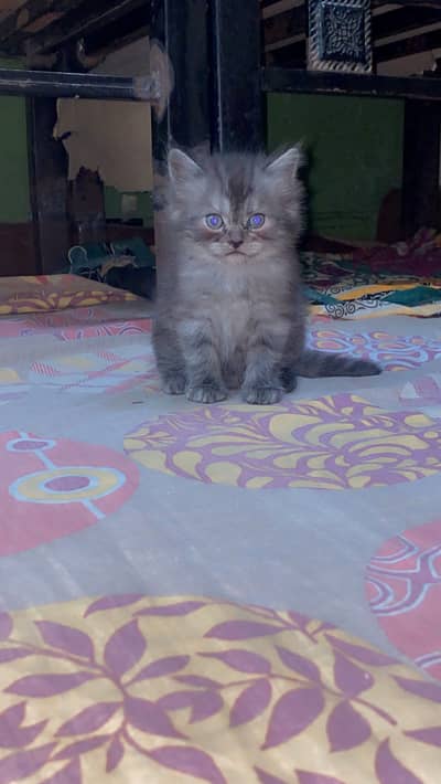 Persian kitten