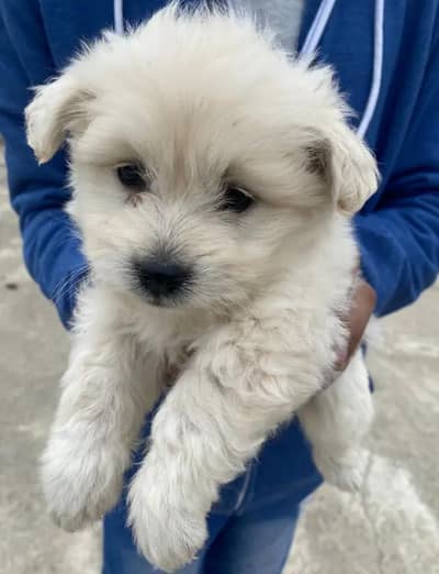 Russian Puppies Mel Age 3 month 0346===079====2347 my WhatsApp