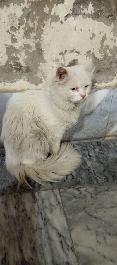 PERSIAN MALE CAT FOR SALE