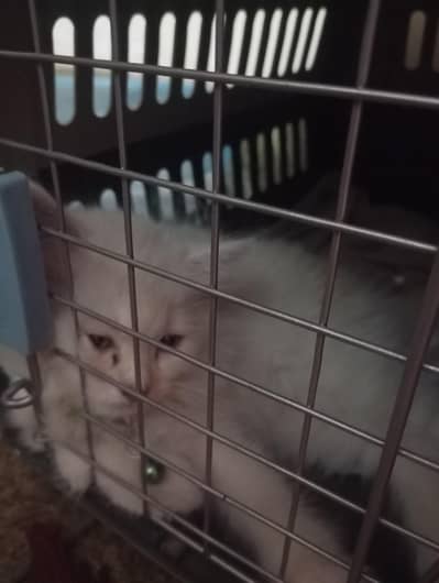 to sell my Persian kitten 3 month vaccinated @ 13000