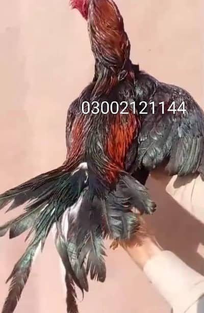 lakha patha choras nali 2700 mhora