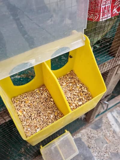 Pigeons two hole feeder nesting bowls and drinkers