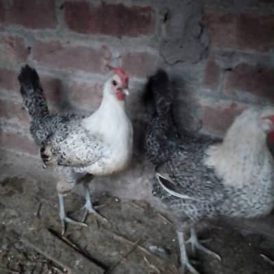 Pure Feumi Hen for sale