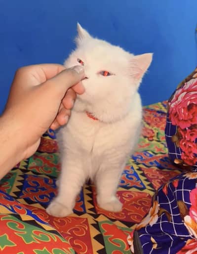White blue eyes persian