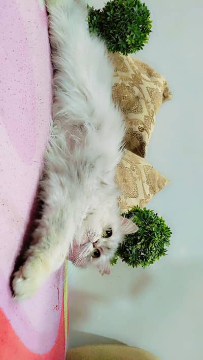 Persian cat for sale urgent
