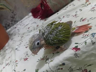 Green ringneck or pineapple chick