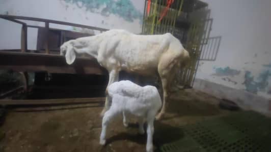 Bakri Dumbi Sath male gulabi bacha ha 25 days ka