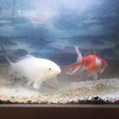 Japanese koi and Gold fish