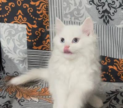 odd eyes female kitten Available