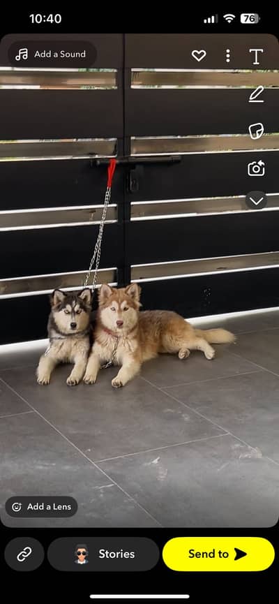 Husky pair