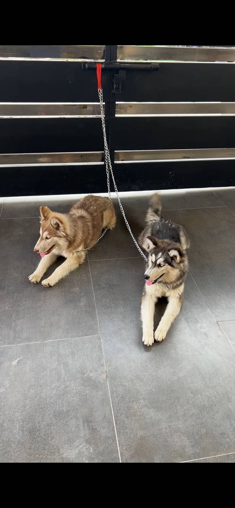 Husky pair 2