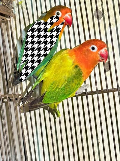 Green euwing opline female with dna