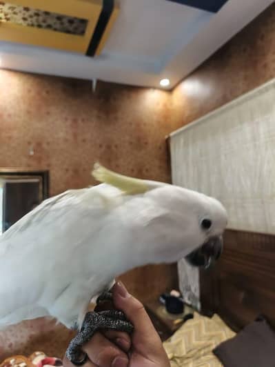 Medium Sulphur Cockatoo