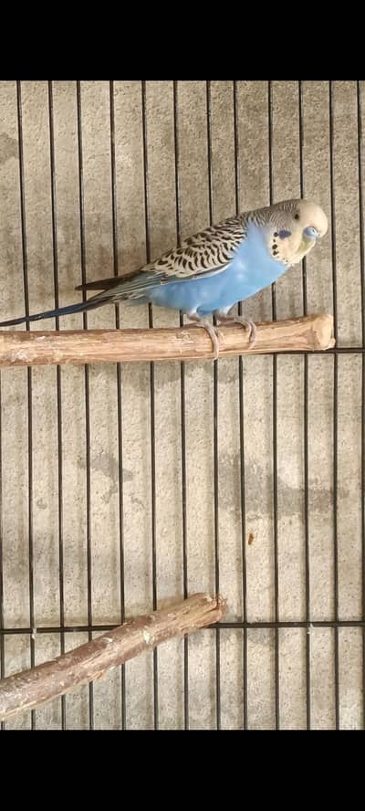 split combo breeder pair