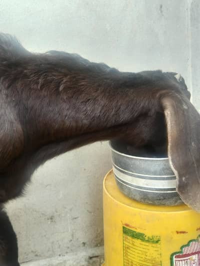 bkra for sale 03286845382