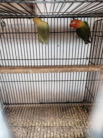 Lovebird breeder pair