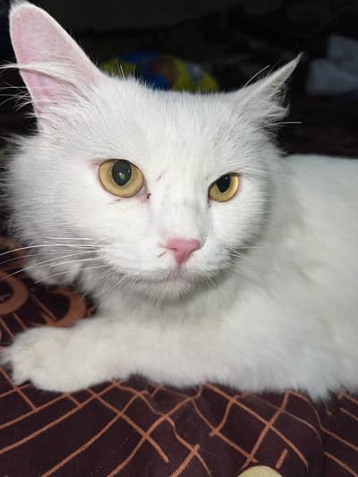 Turkish Angora or a Persian cat.