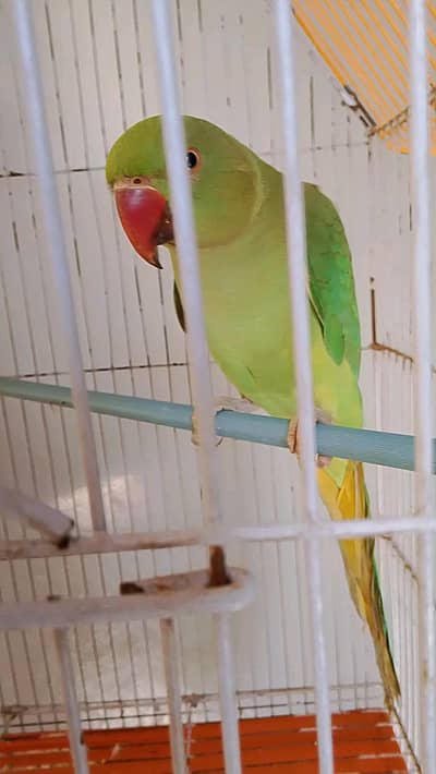 Green rink neck Male