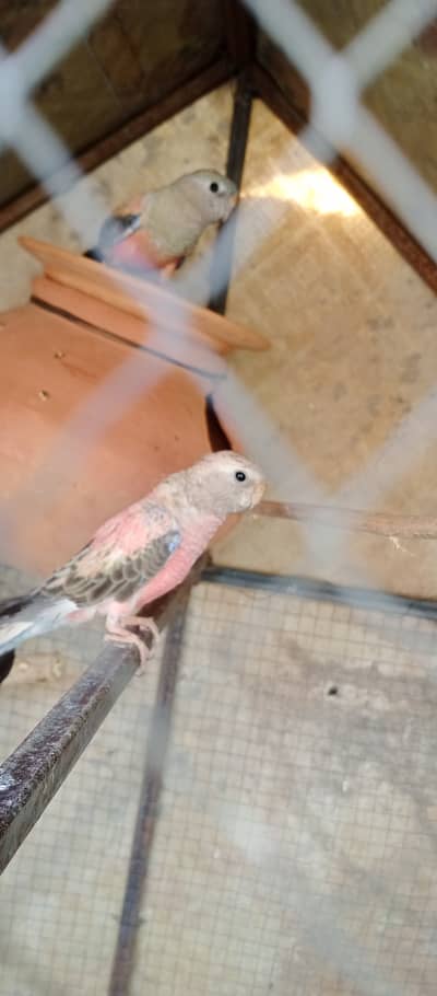 bourke’s parrots parrots ha pairs ha  confirm pairs ha age 2.5 sal  t