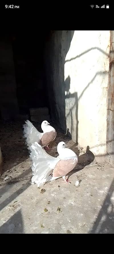 Saddle laky breeder pairs