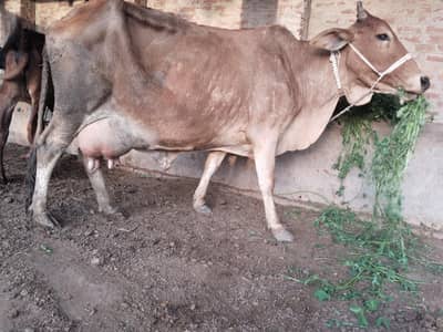 cow for sale. nicha MashAllah wacha ha. . sabqa record 16kg cross ha.