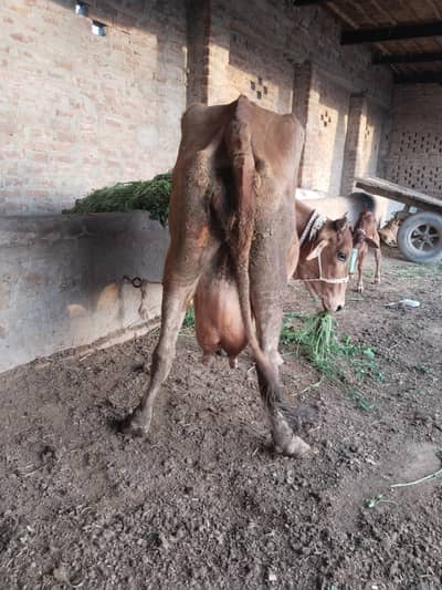 cow for sale. nicha MashAllah wacha ha. . sabqa record 16kg cross ha.