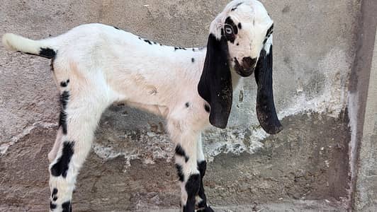 Makhi Chini Faisalabadi  Beetal bareedar Female