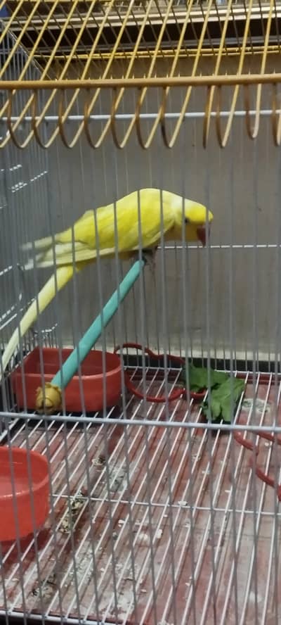 best chance for breeders , yellow ringneck male