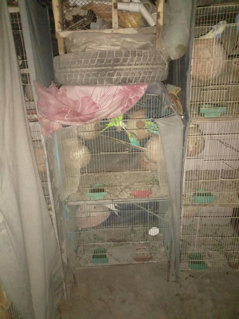 cages average look 1