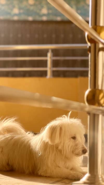 Male available for stud high quality