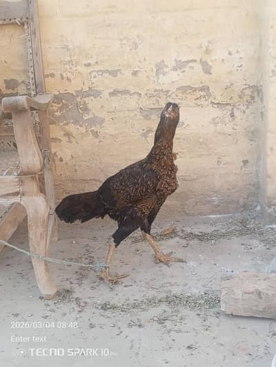 aseel murgi for sale breeder