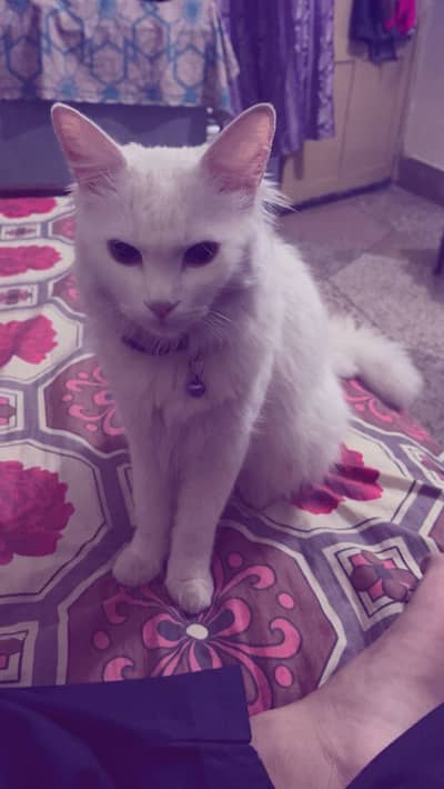 Turkish angora cat for sale ready for breeding contact no 03128698803