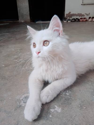 3.5 MONTH PRETTY PERSIAN CAT
