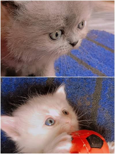 2 Persian female kittens 13000 each both 25000