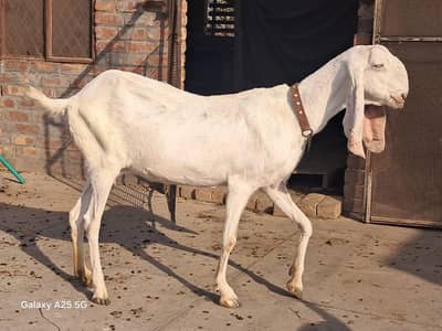 Rajan puri Bakri 8 dant